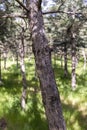 Summer day sunlight pine trees plants and grass in natural environment