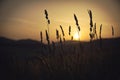 Mature grass against a background of sunrise