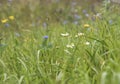 Summer day. Wild flowers in the field