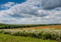 Summer wild small white daisies, field of cereals Royalty Free Stock Photo