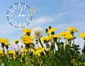 Summer Daylight Saving Time DST. Blue sky with yellow dandelions. Turn time forward +1h Royalty Free Stock Photo