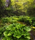 Summer Deep Fairy Forest In Apuseni National Park, Romania. Picturesque Transylvanian Landscape With Mysterious RainForest And Str