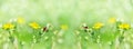 Summer defocused widescreen background with yellow flowers and ladybirds. Art design macro photography, selective focus Royalty Free Stock Photo