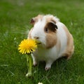 Summer delight Guinea pig munches on fresh dandelion flower Royalty Free Stock Photo