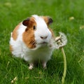 Summer delight Guinea pig munches on fresh dandelion flower Royalty Free Stock Photo