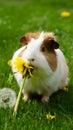 Summer delight Guinea pig munches on fresh dandelion flower Royalty Free Stock Photo