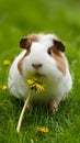 Summer delight Guinea pig munches on fresh dandelion flower Royalty Free Stock Photo