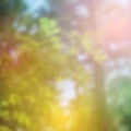 Summer design, forest trees, nature green wood sunlight background. Vector Royalty Free Stock Photo