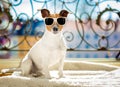 Summer dog balcony Royalty Free Stock Photo