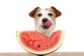 Summer dog eating watermelon and linking with its tongue out. Isolated on white background