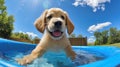 summer dog kiddie pool