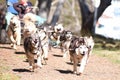 Summer Dog Sled Training Royalty Free Stock Photo