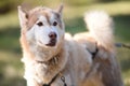 Summer Dog Sled Training Royalty Free Stock Photo