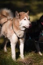 Summer Dog Sled Training