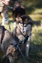 Summer Dog Sled Training Royalty Free Stock Photo