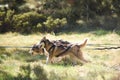 Summer Dog Sled Training