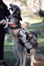 Summer Dog Sled Training