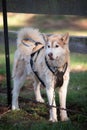 Summer Dog Sled Training