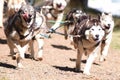 Summer Dog Sled Training Royalty Free Stock Photo