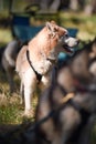 Summer Dog Sled Training Royalty Free Stock Photo