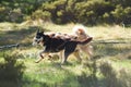 Summer Dog Sled Training