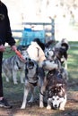 Summer Dog Sled Training Royalty Free Stock Photo