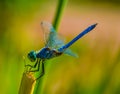 Summer Dragonfly