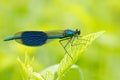 Summer dragonfly Banded Demoiselle, Calopteryx splendens. Macro picture of dragonfly on the leave. Blue dragonfly in the nature. D