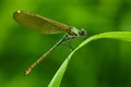 Summer dragonfly Banded Demoiselle, Calopteryx splendens. Macro picture of dragonfly on the leave. Dragonfly in the nature. Dragon Royalty Free Stock Photo