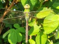 Summer dragonfly.