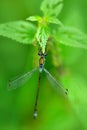 Summer dragonfly Blue Damselfly. Macro picture of dragonfly on the leave. Dragonfly in the nature. Insect in the nature habitat. Royalty Free Stock Photo