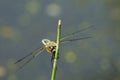 Summer dragonfly called mosaic darner on a blurred background