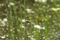 Summer dragonfly called mosaic darner on a beautiful background