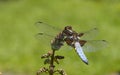 Summer, dragonfly