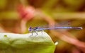 Summer dragonfly. Macro picture of dragonfly in the nature habitat.