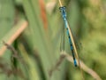 Summer dragonfly. Macro shot of dragonfly on the green leaf in t Royalty Free Stock Photo