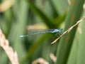 Summer dragonfly. Macro shot of dragonfly on the green leaf in t Royalty Free Stock Photo