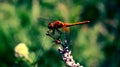 a summer dragonfly sits on a flower