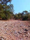 Summer dried river in tropical Indian forest