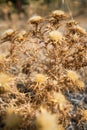 Summer dried thistle flowers