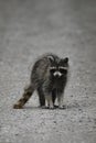 Raccoon wanders along a gravel country road