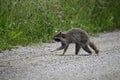 Raccoon wanders along a gravel country road