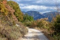 Summer drought kills trees