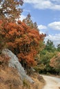 Summer drought kills trees