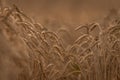 Summer dry ripened grain in cloudy day in fields Royalty Free Stock Photo