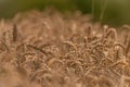 Summer dry ripened grain in cloudy day in fields Royalty Free Stock Photo