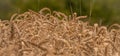 Summer dry ripened grain in cloudy day in fields Royalty Free Stock Photo