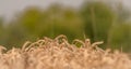 Summer dry ripened grain in cloudy day in fields Royalty Free Stock Photo