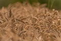 Summer dry ripened grain in cloudy day in fields Royalty Free Stock Photo