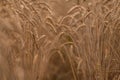 Summer dry ripened grain in cloudy day in fields Royalty Free Stock Photo